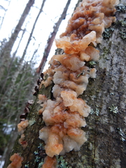 Phaeotremella foliacea
