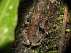 Pristimantis diadematus