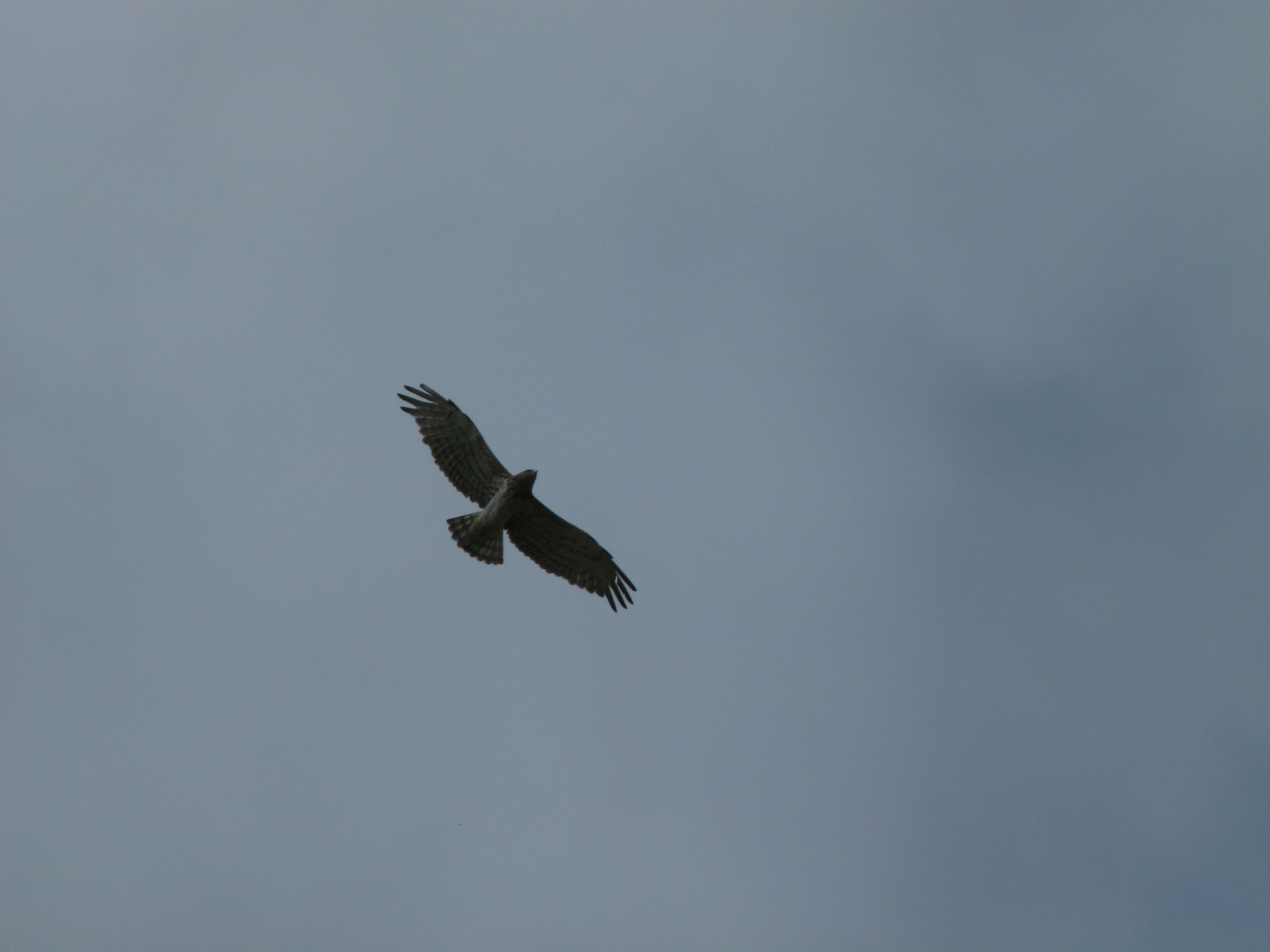 Short-toed Snake Eagle