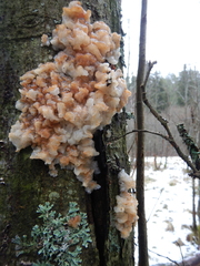 Phaeotremella foliacea
