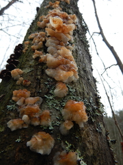 Phaeotremella foliacea