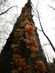 Phaeotremella foliacea