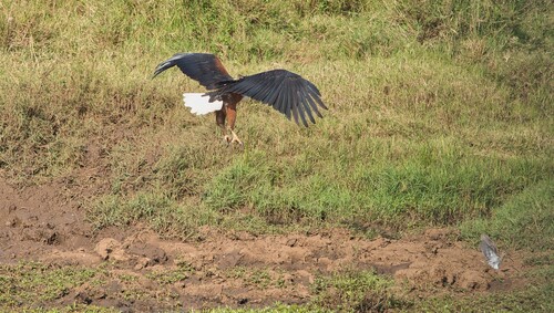 iNaturalist image