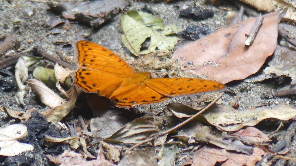 Vindula arsinoe (Vindula arsinoe)