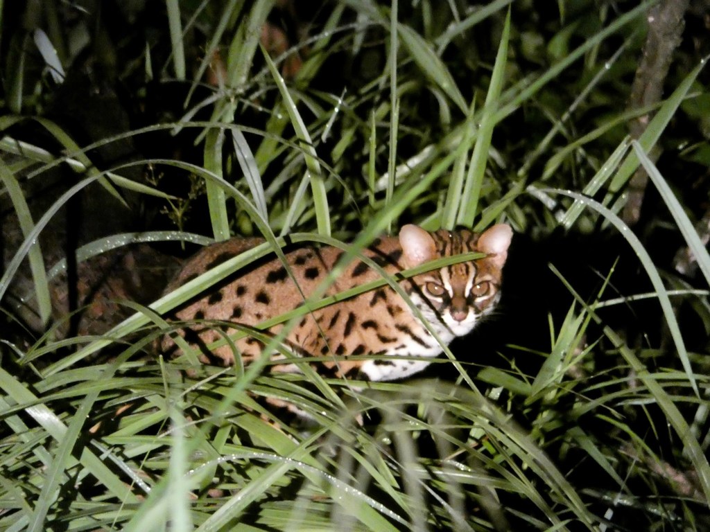 Prionailurus javanensis
