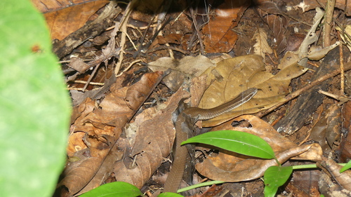 Schlegel’s Crown Snake