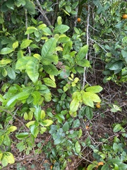 Citrus × aurantium