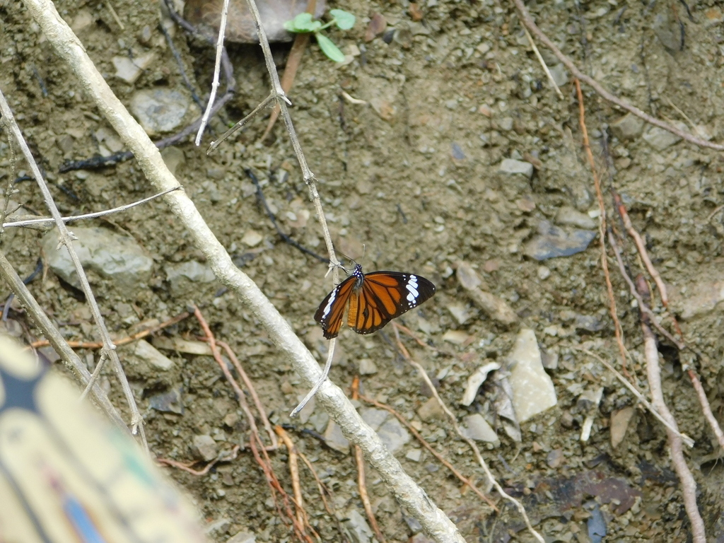 Danaus genutia (Danaus genutia)