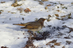 Turdus atrogularis × ruficollis