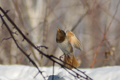 Turdus atrogularis × ruficollis