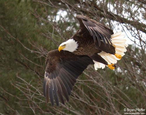 Bald Eagle, photo 3 of 9