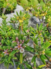 Strumpfia maritima