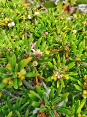 Strumpfia maritima