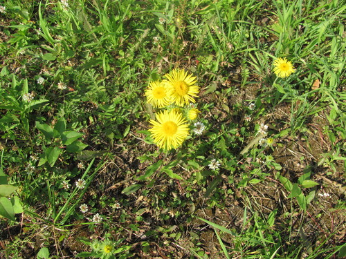 Meadow Fleabane (Pentanema britannica)
