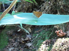 Polytremis pellucida