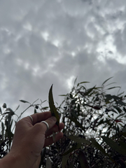 Eucalyptus astringens, photograph (c) Tyler Anthony, some rights reserved (CC BY)