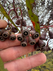 Eucalyptus astringens, photograph (c) Tyler Anthony, some rights reserved (CC BY)