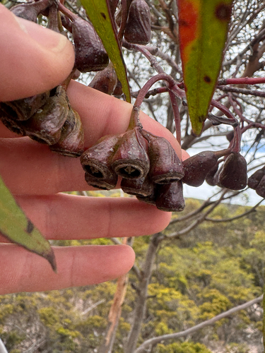 Kundip Brown Mallet (Eucalyptus astringens)