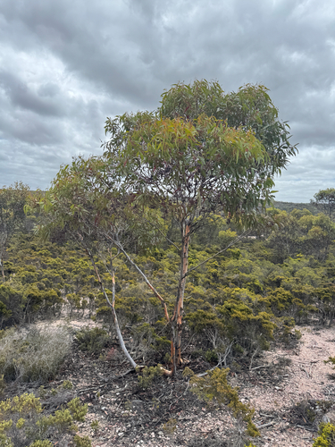 Eucalyptus astringens, photograph 6