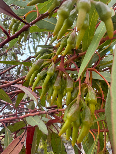 Eucalyptus astringens, photograph 3