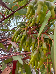 Eucalyptus astringens, photograph (c) Tyler Anthony, some rights reserved (CC BY)