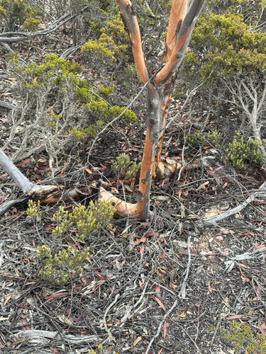 Eucalyptus astringens, photograph 5