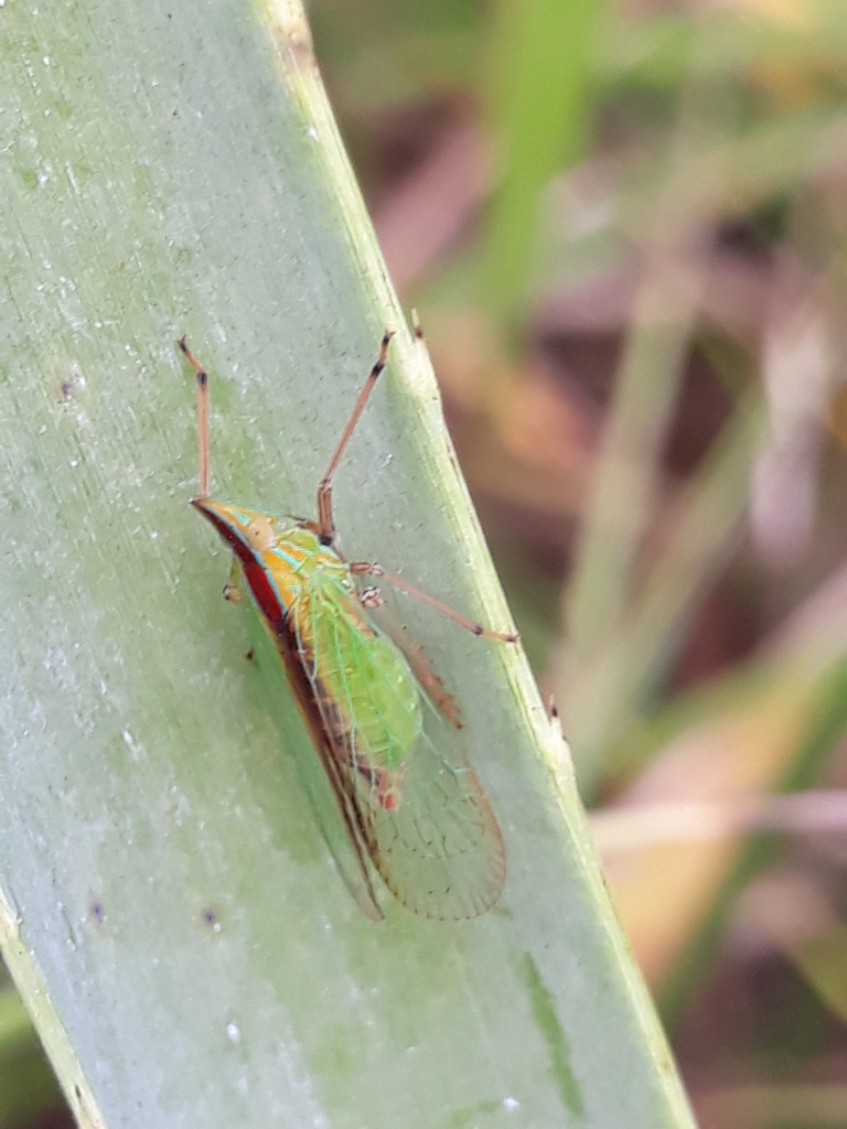 Neonotostrophia