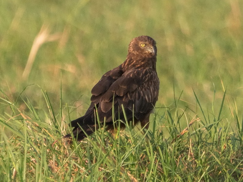 iNaturalist: (c) Josef Stulz, some rights reserved (CC BY-NC), uploaded by Josef Stulz iNaturalist image