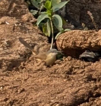 Ashy Prinia