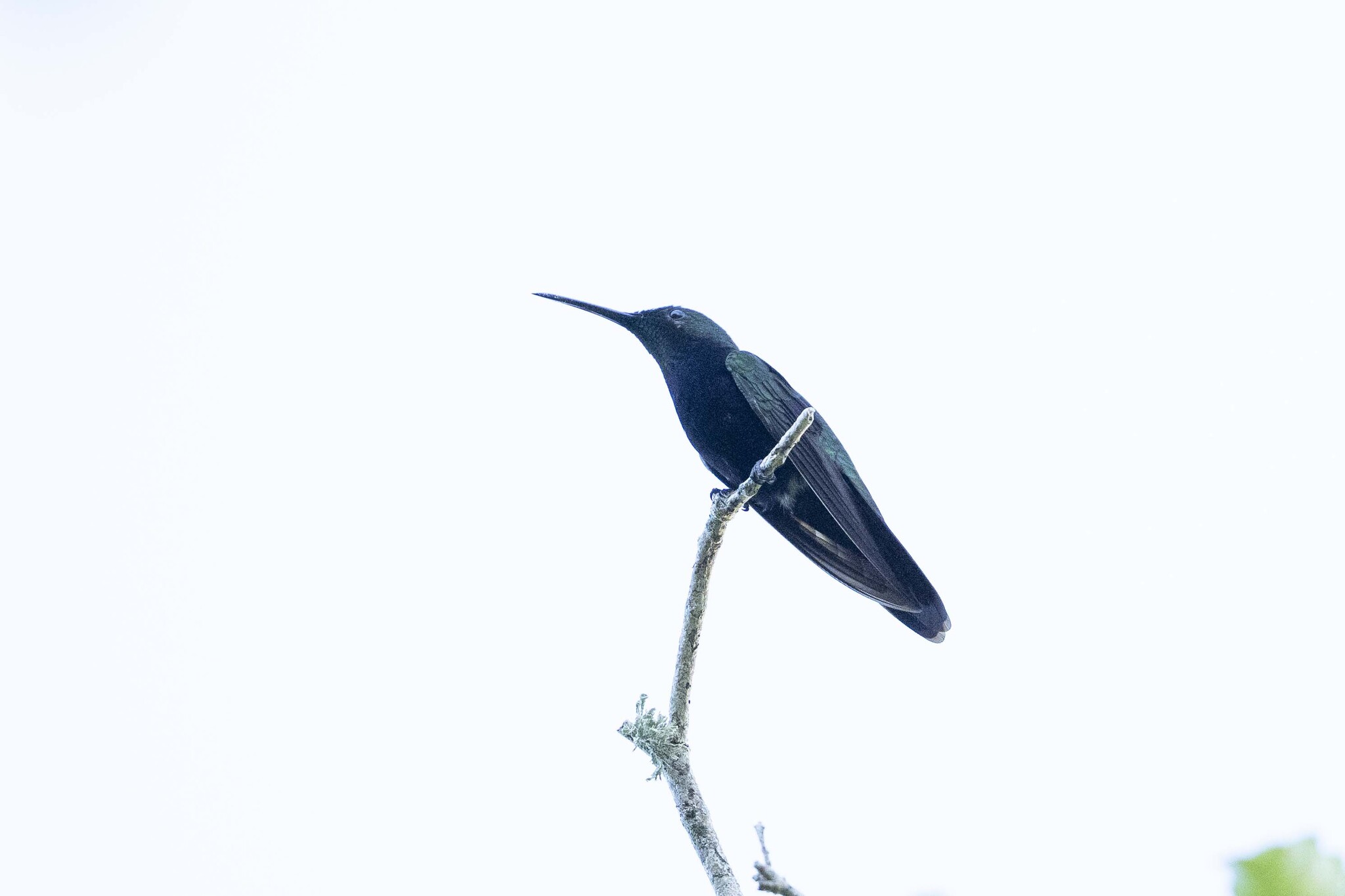 Hispaniolan Mango (Anthracothorax dominicus), photo 8