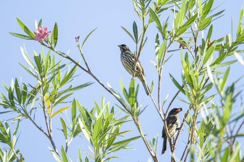 Palmchat (Dulus dominicus), photo 3