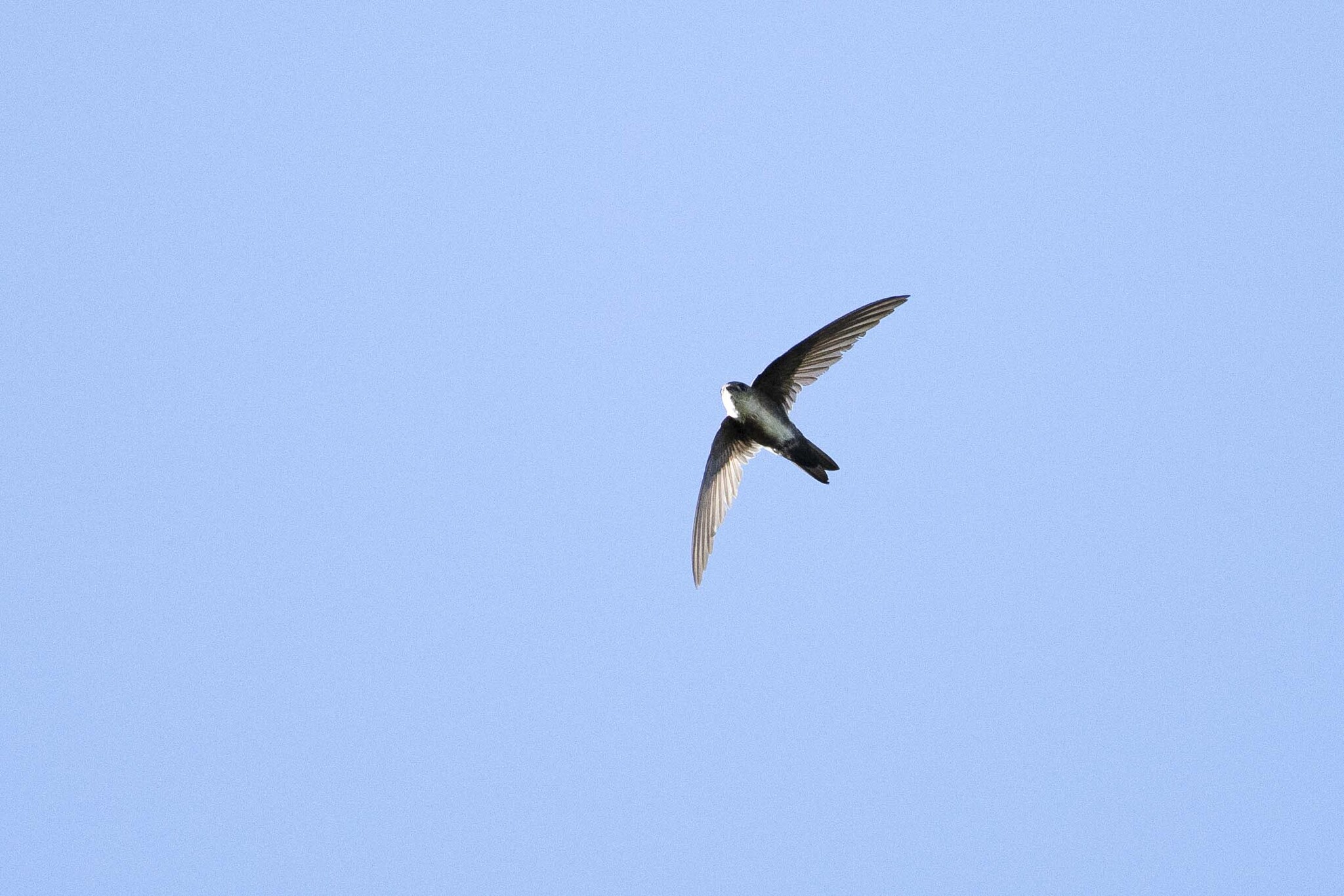 Antillean Palm Swift (Tachornis phoenicobia), photo 3