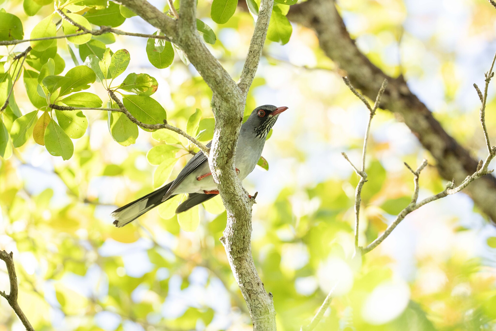 Eastern Red-legged Thrush (Turdus ardosiaceus), photo 4