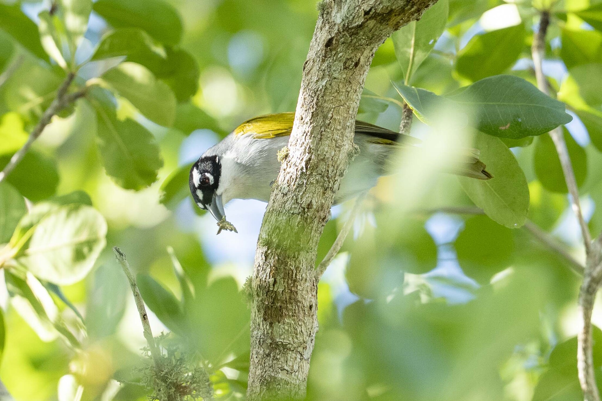 Black-crowned Palm-tanager (Phaenicophilus palmarum), photo 4