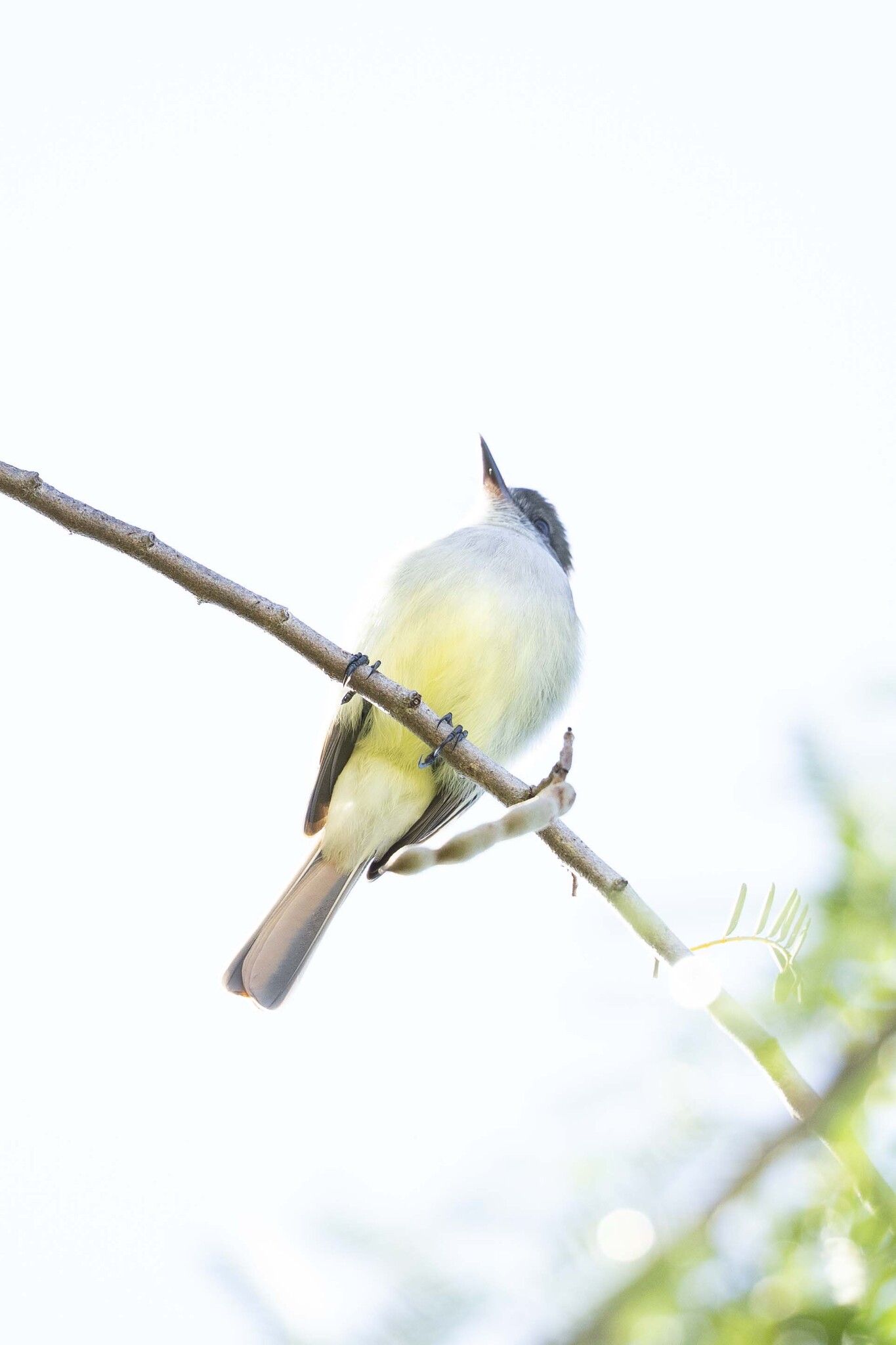Stolid Flycatcher (Myiarchus stolidus), photo 4