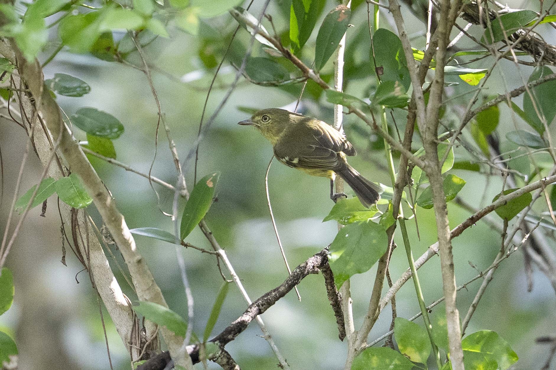 Flat-billed Vireo (Vireo nanus), photo 4