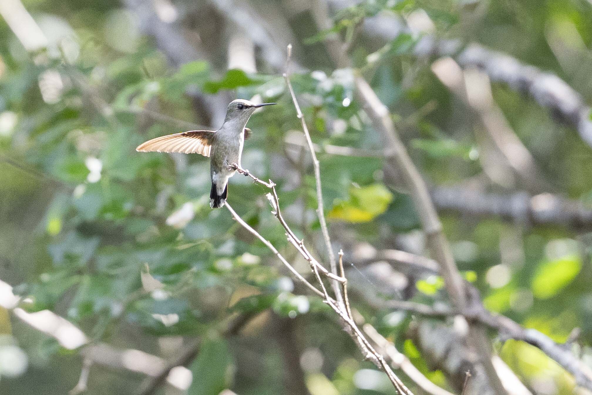Vervain Hummingbird (Mellisuga minima), photo 4