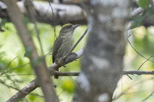 Antillean Piculet (Nesoctites micromegas), photo 9