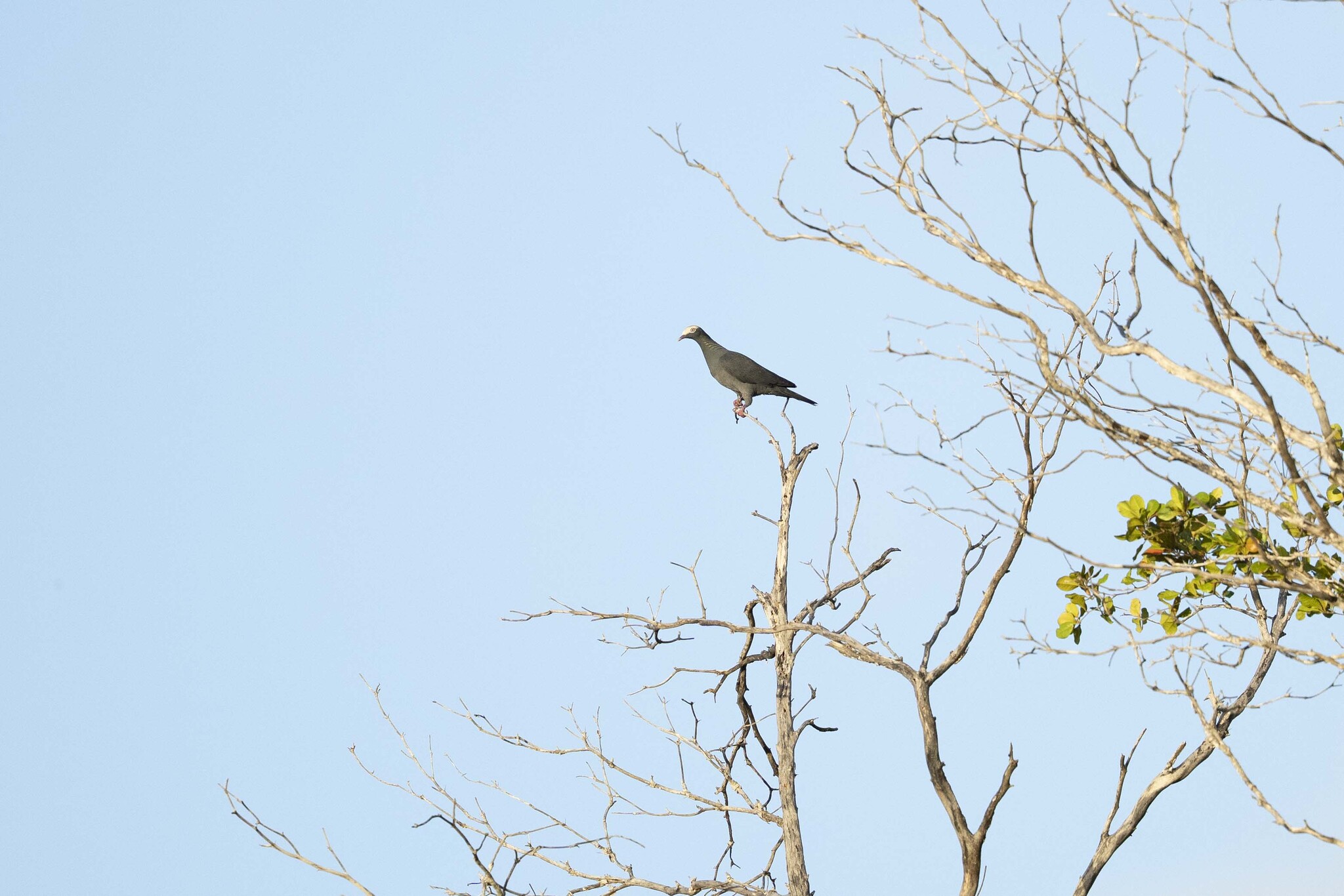 White-crowned Pigeon (Patagioenas leucocephala), photo 4