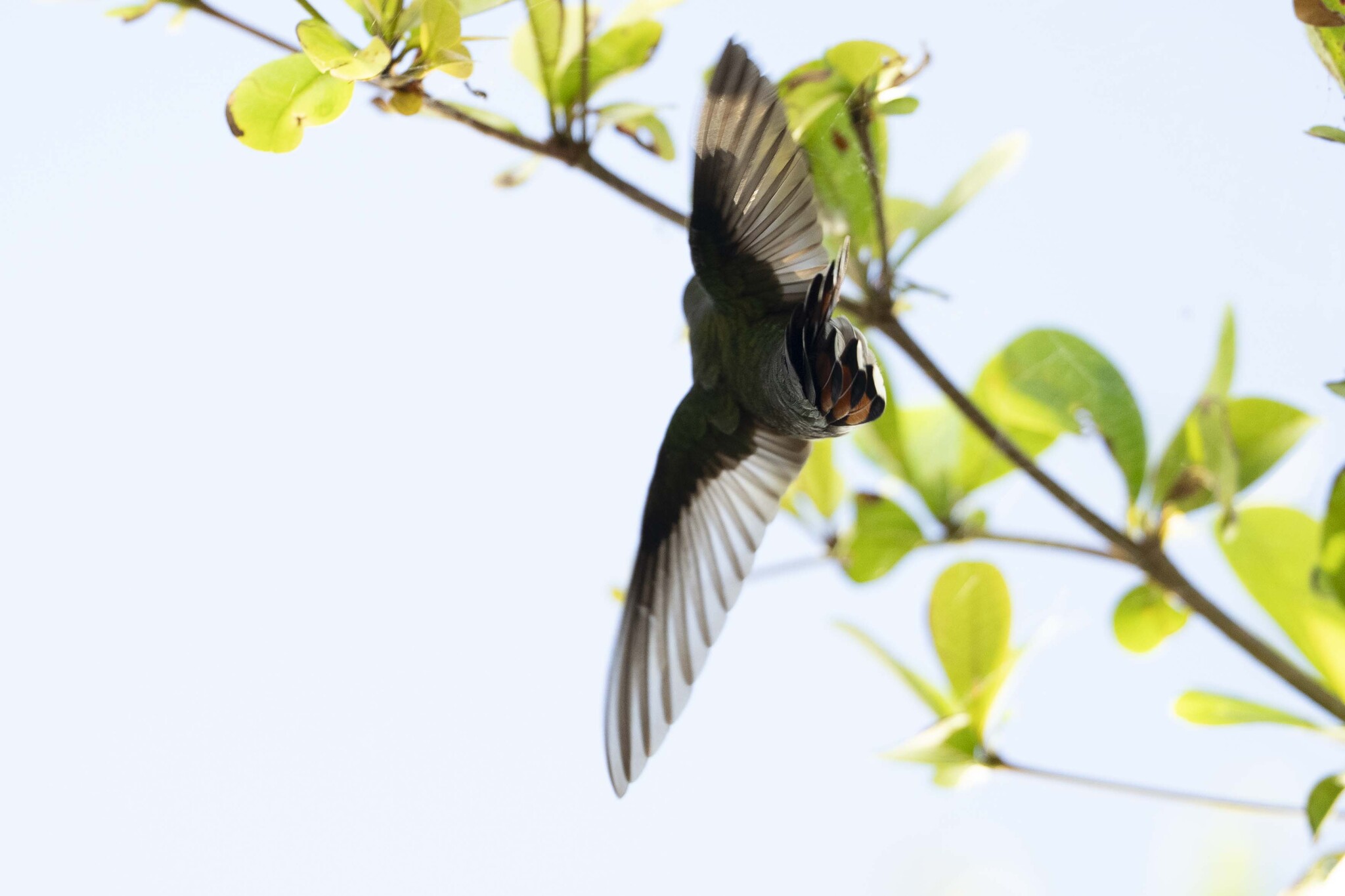Hispaniolan Mango (Anthracothorax dominicus), photo 6