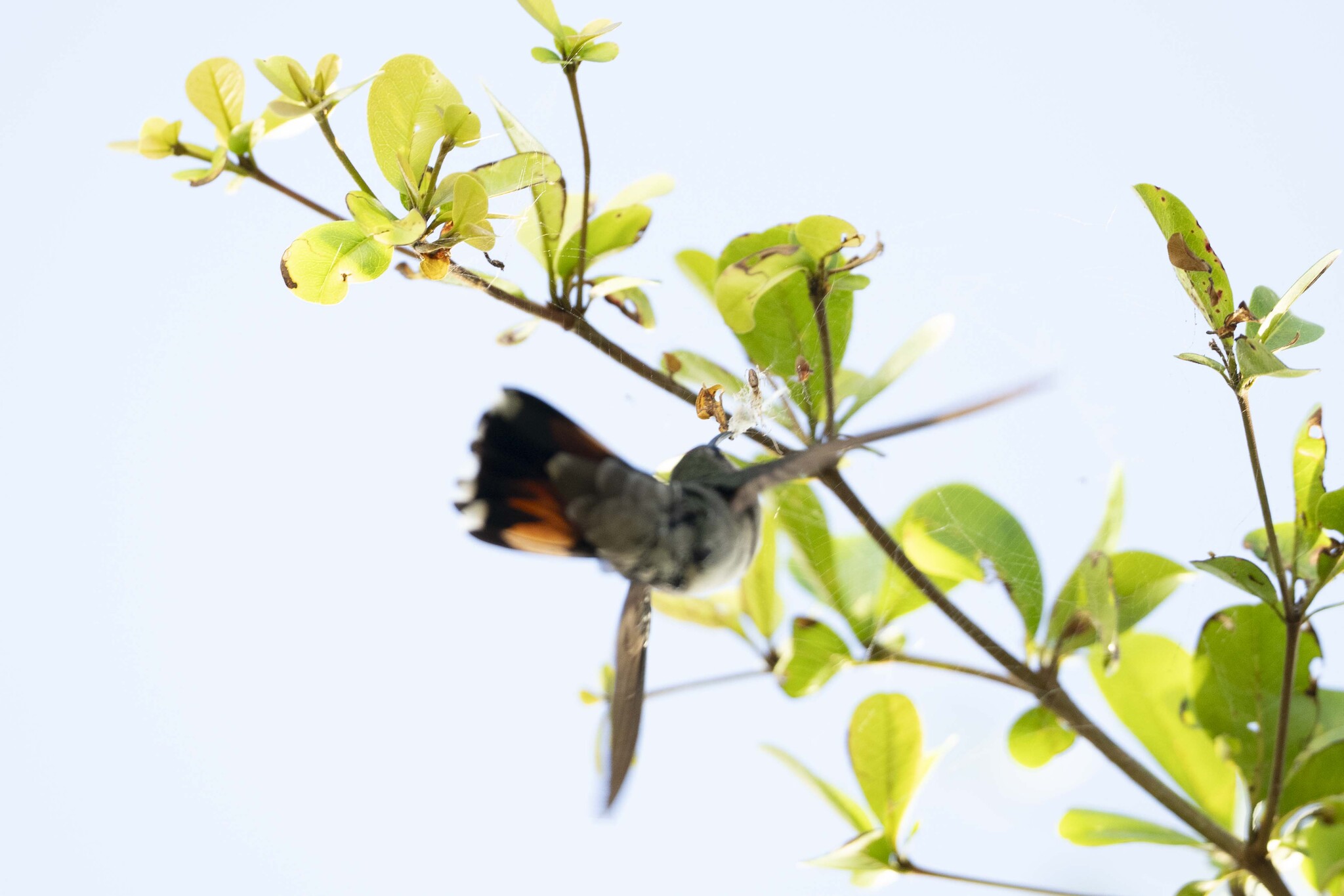 Hispaniolan Mango (Anthracothorax dominicus), photo 7