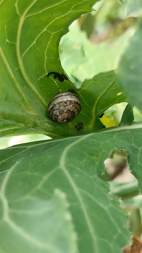 Cornu aspersum