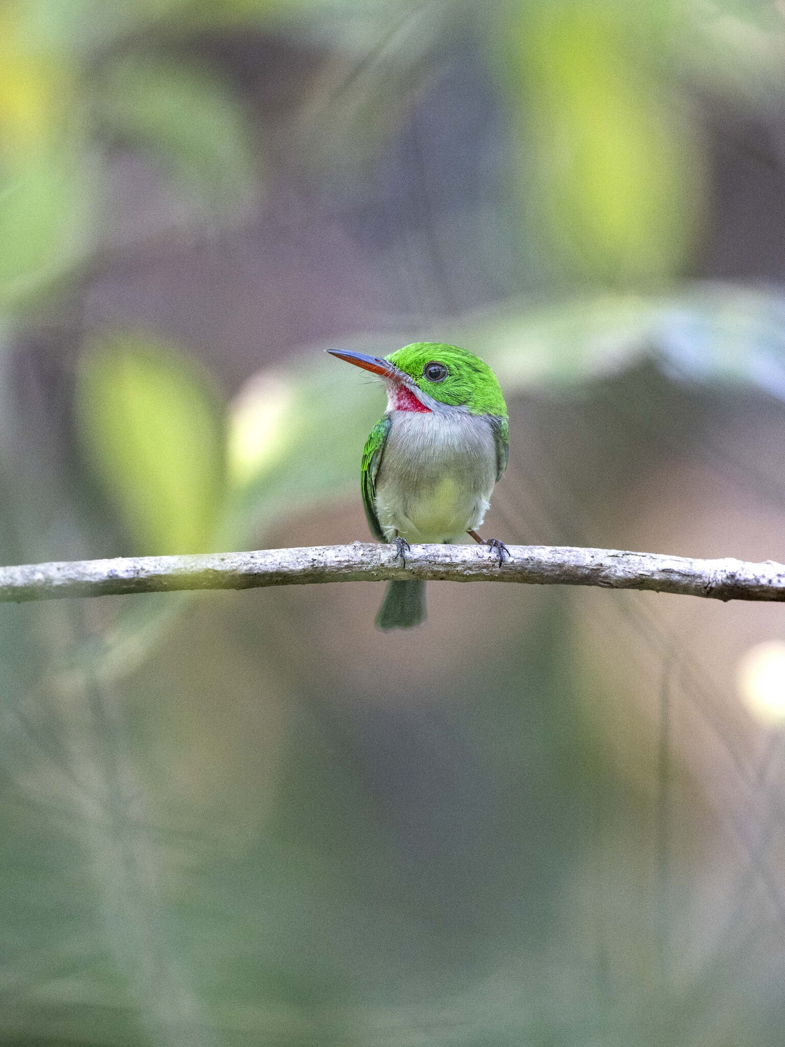 Broad-billed Tody (Todus subulatus), photo 4