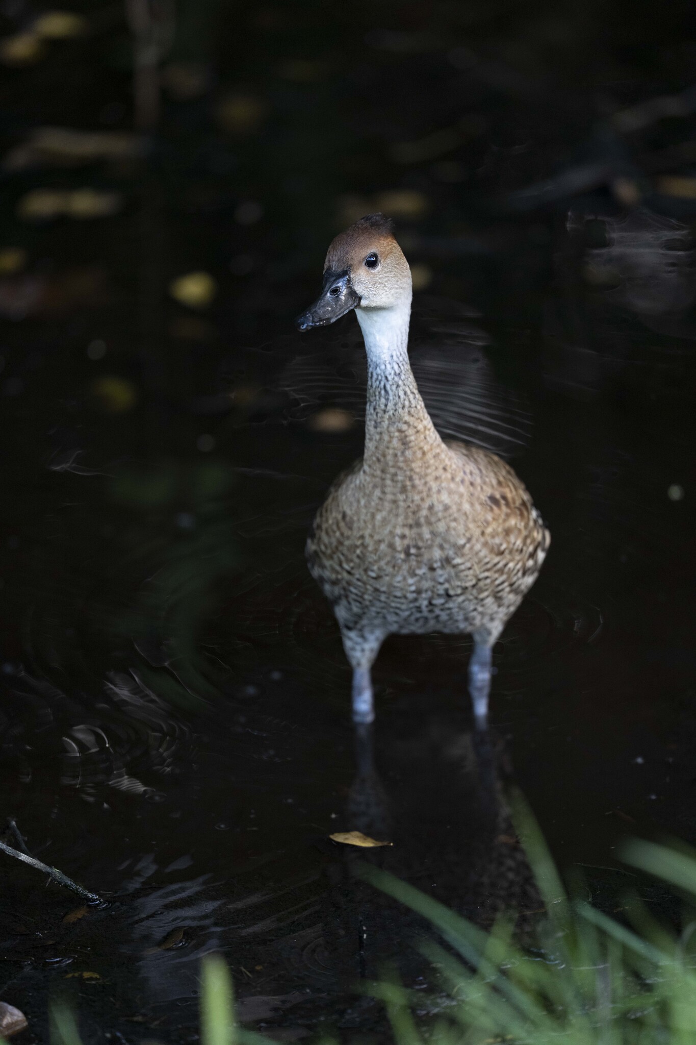 West Indian Whistling Duck (Dendrocygna arborea), photo 4