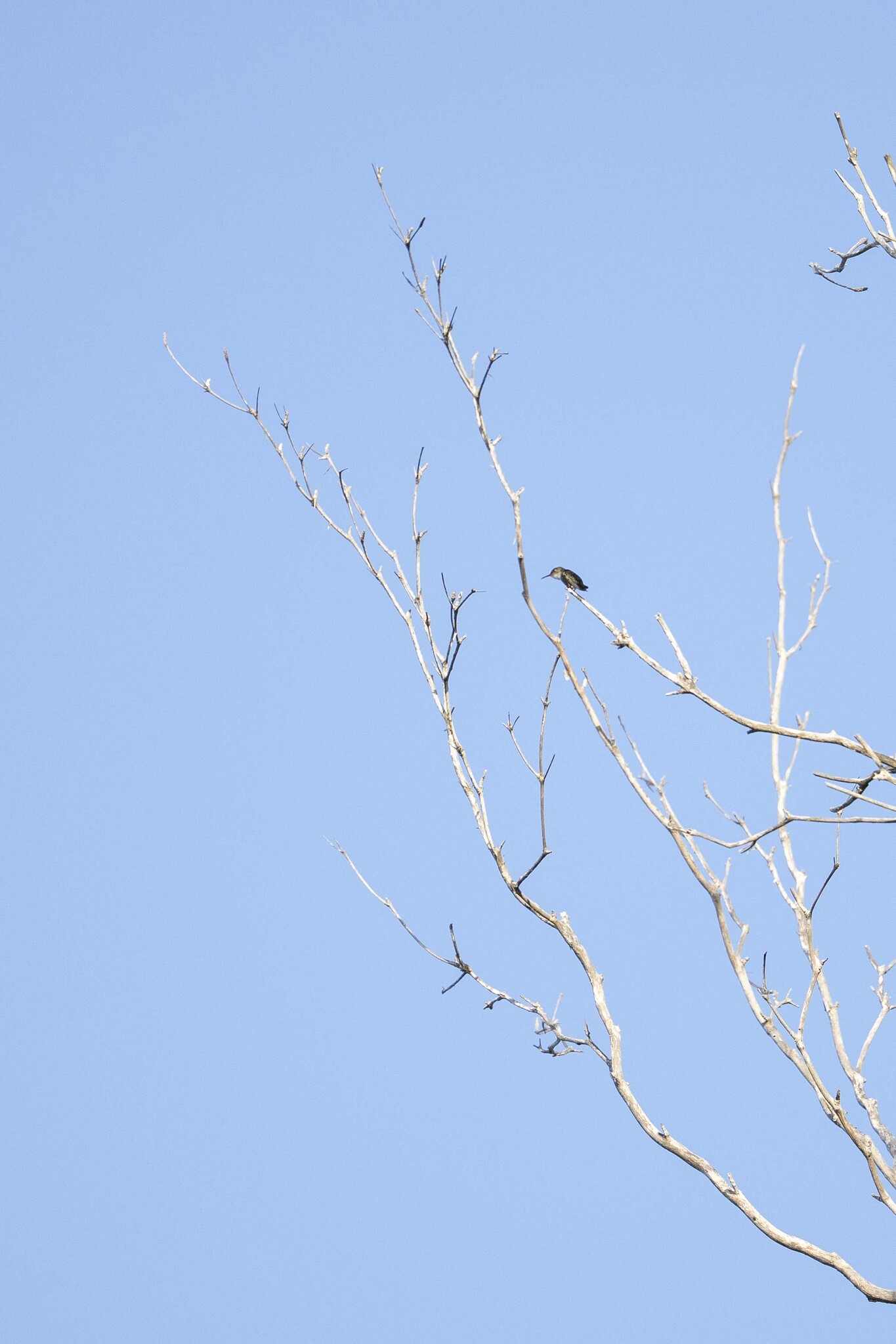 Vervain Hummingbird (Mellisuga minima), photo 3