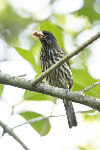Palmchat (Dulus dominicus), photo 4