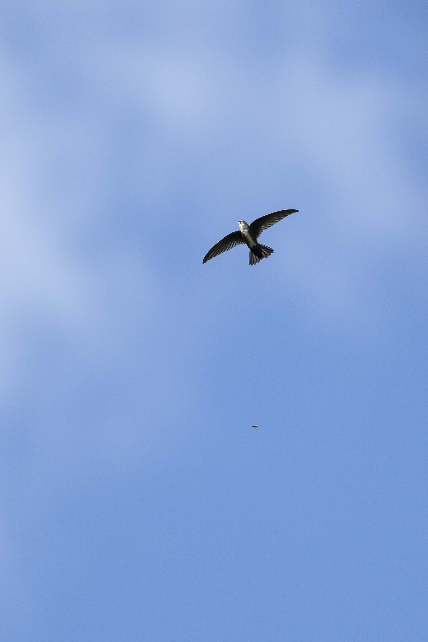 Antillean Palm Swift (Tachornis phoenicobia), photo 2