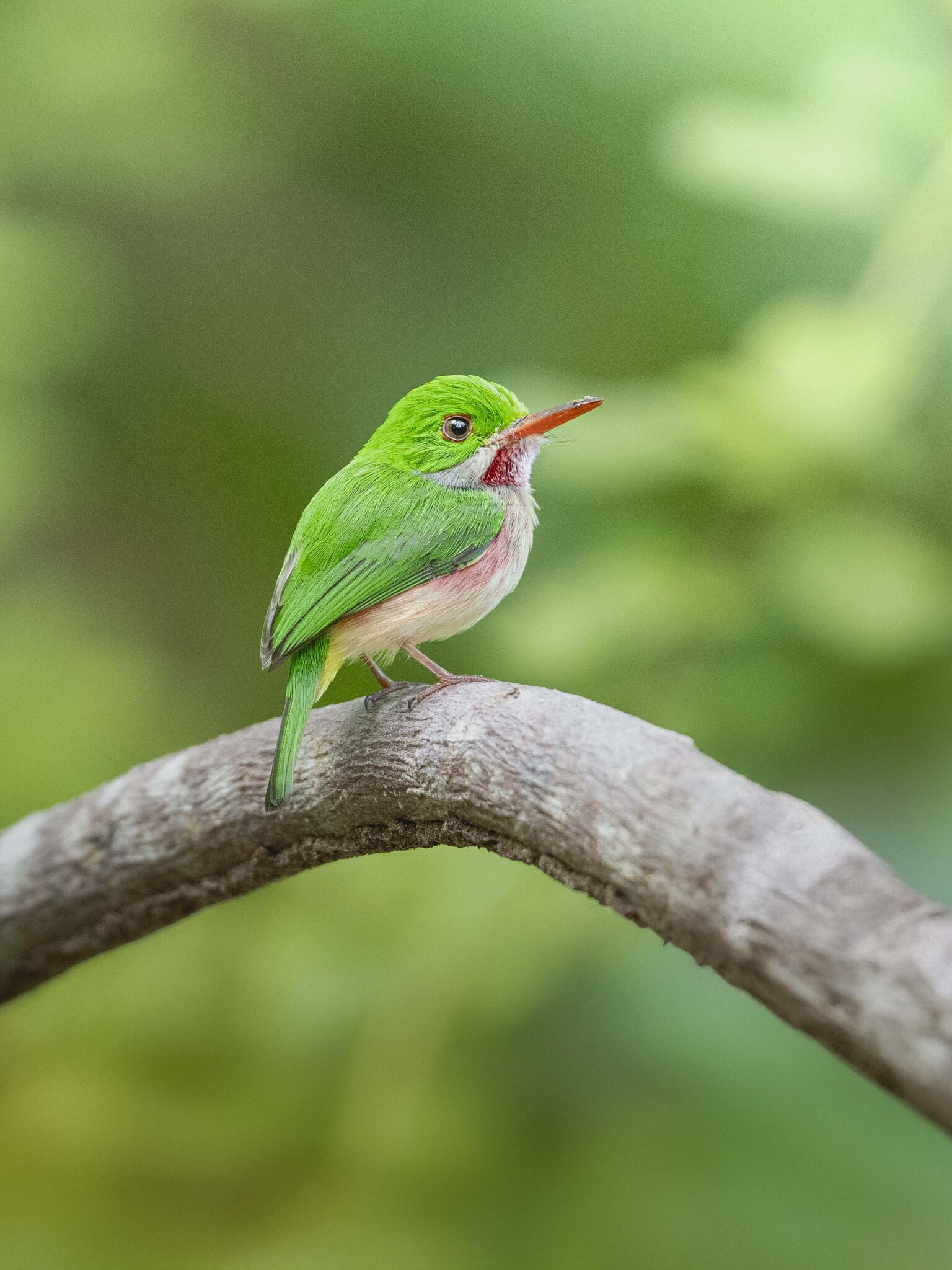 Broad-billed Tody (Todus subulatus), photo 5