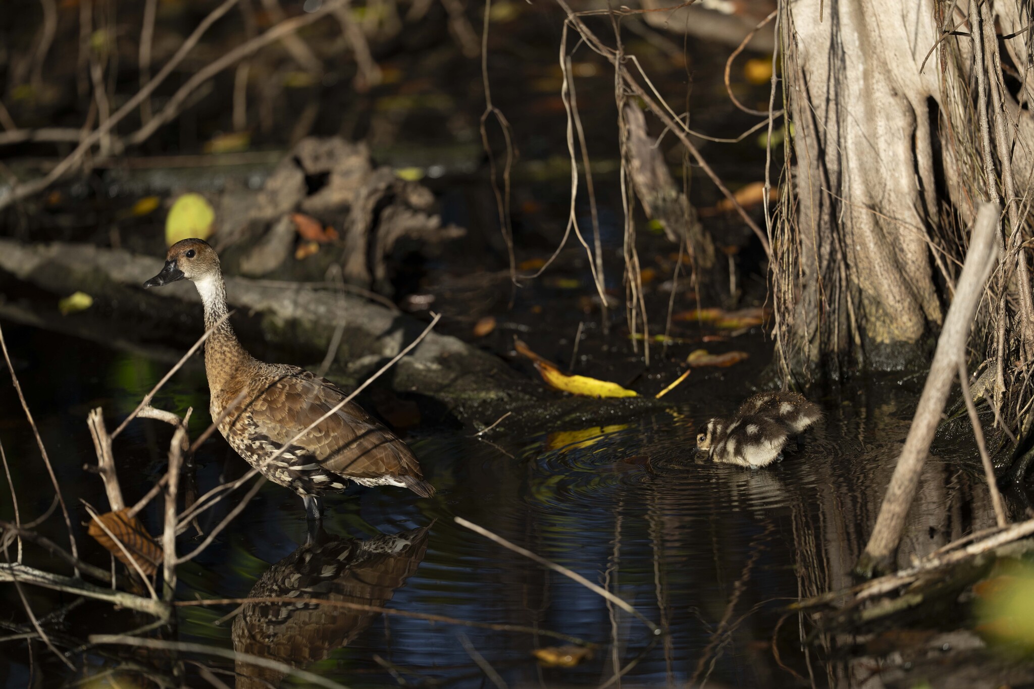 West Indian Whistling Duck (Dendrocygna arborea), photo 3