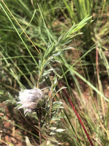 Highveld Curryflower (Lasiosiphon canoargenteus)